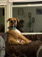 Odie , a male Boxer for sale in Sugarcreek, OH – Photo 2 of 5