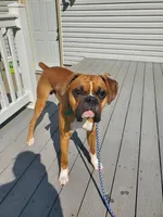 Odie , a male Boxer for sale in Sugarcreek, OH – Photo 1 of 5