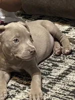 Blue, a male American Pit Bull Terrier for sale in Decatur, AL – 2 of 5