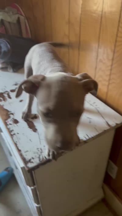 Blue, a male American Pit Bull Terrier for sale in Decatur, AL – 5 of 5