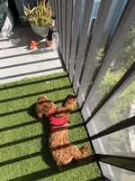 Mylo, a male Poodle - Toy  for sale in Sanford, FL – 3 of 6
