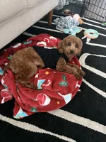 Mylo, a male Poodle - Toy  for sale in Sanford, FL – 5 of 6