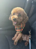 Mylo, a male Poodle - Toy  for sale in Sanford, FL – 4 of 6