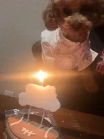 Mylo, a male Poodle - Toy  for sale in Sanford, FL – 2 of 6