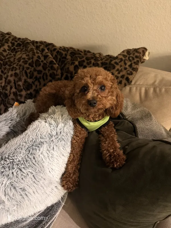 Mylo – Poodle - Toy  puppy for sale in Sanford, FL