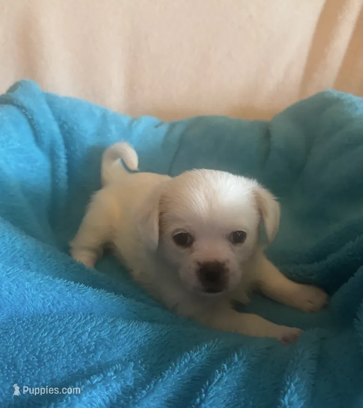 Teddy – Chihuahua, Poodle - Multi-Colored Standard puppy for sale in Galt, CA