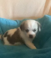 Remy, a male Chihuahua and Poodle - Multi-Colored Standard for sale in Galt, CA – 2 of 2