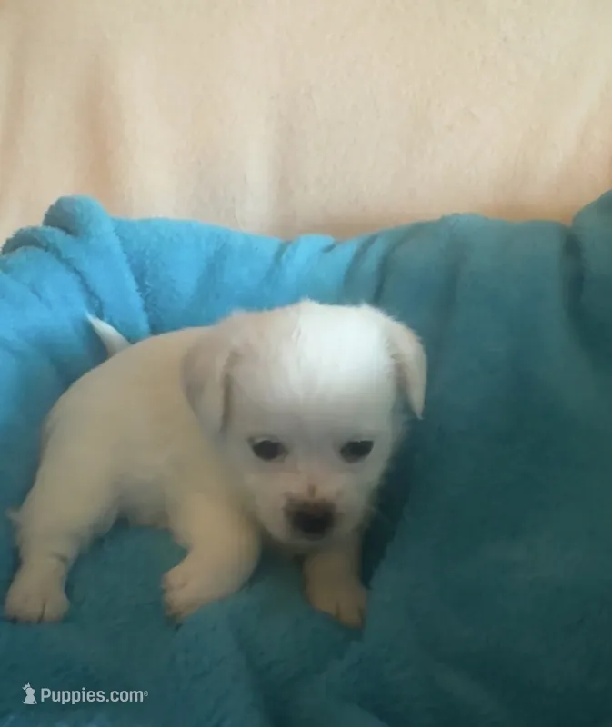 Ollie – Chihuahua, Poodle - Multi-Colored Standard puppy for sale in Galt, CA
