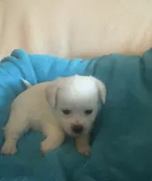 Ollie, a male Chihuahua and Poodle - Multi-Colored Standard for sale in Galt, CA – 1 of 2