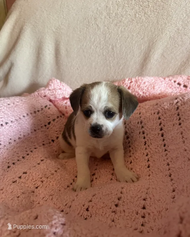 Rose  – Chihuahua, Poodle - Multi-Colored Standard puppy for sale in Galt, CA