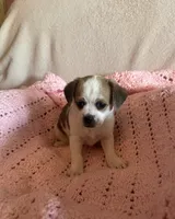 Rose , a female Chihuahua and Poodle - Multi-Colored Standard for sale in Galt, CA – 1 of 2