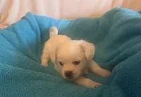 Teddy, a male Chihuahua and Poodle - Multi-Colored Standard for sale in Galt, CA – 2 of 2