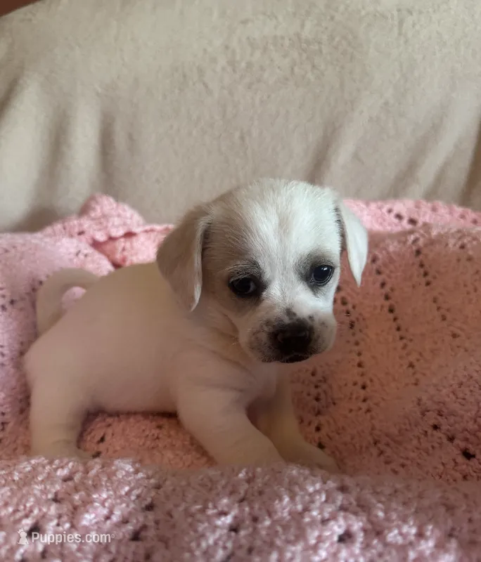 lily  – Chihuahua, Poodle - Multi-Colored Standard puppy for sale in Galt, CA