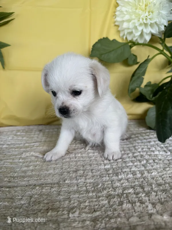 Ollie – Chihuahua, Poodle - Multi-Colored Standard puppy for sale in Galt, CA
