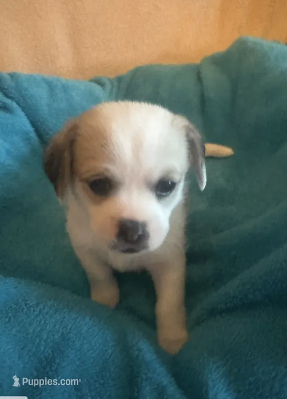 Remy – Chihuahua, Poodle - Multi-Colored Standard puppy for sale in Galt, CA