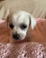 lily , a female Chihuahua and Poodle - Multi-Colored Standard for sale in Galt, CA – 2 of 2