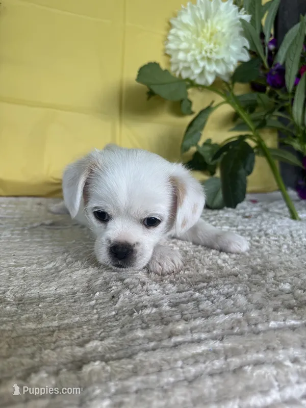 Teddy – Chihuahua, Poodle - Multi-Colored Standard puppy for sale in Galt, CA