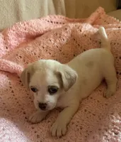 lavender, a female Chihuahua and Poodle - Multi-Colored Standard for sale in Galt, CA – 2 of 2
