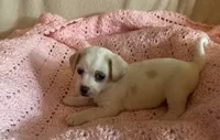lavender, a female Chihuahua and Poodle - Multi-Colored Standard for sale in Galt, CA – 1 of 2