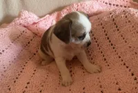 Rose , a female Chihuahua and Poodle - Multi-Colored Standard for sale in Galt, CA – 2 of 2