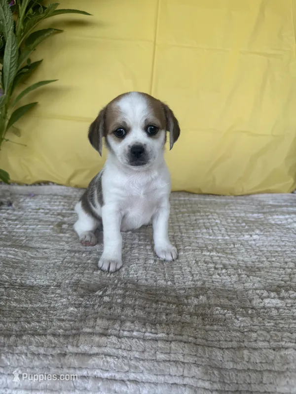 Rose  – Chihuahua, Poodle - Multi-Colored Standard puppy for sale in Galt, CA