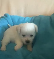 Ollie, a male Chihuahua and Poodle - Multi-Colored Standard for sale in Galt, CA – 2 of 2