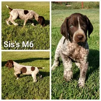 Sis's M6, a male German Shorthaired Pointer for sale in San Angelo, TX – Photo 3 of 3