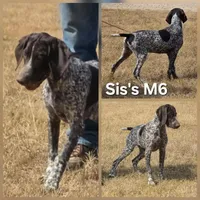 Sis's M6, a male German Shorthaired Pointer for sale in San Angelo, TX – Photo 1 of 3