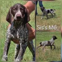 Sis's M6, a male German Shorthaired Pointer for sale in San Angelo, TX – Photo 2 of 3
