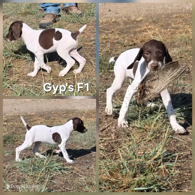 Gyp's F1 – German Shorthaired Pointer puppy for sale in San Angelo, TX