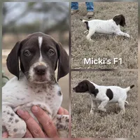 Micki's F1, a female German Shorthaired Pointer for sale in San Angelo, TX – Photo 3 of 3