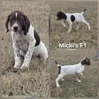Micki's F1, a female German Shorthaired Pointer for sale in San Angelo, TX – Photo 2 of 3