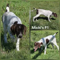Micki's F1, a female German Shorthaired Pointer for sale in San Angelo, TX – Photo 1 of 3