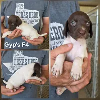 Gyp's F4, a female German Shorthaired Pointer for sale in San Angelo, TX – 2 of 2