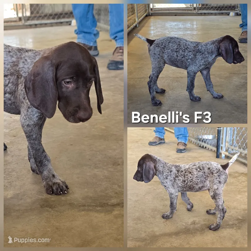 Benelli's F3 – German Shorthaired Pointer puppy for sale in San Angelo, TX