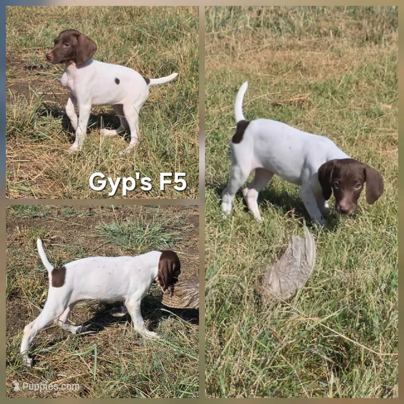 Gyp's F5 – German Shorthaired Pointer puppy for sale in San Angelo, TX