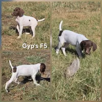 Gyp's F5, a female German Shorthaired Pointer for sale in San Angelo, TX – 1 of 2
