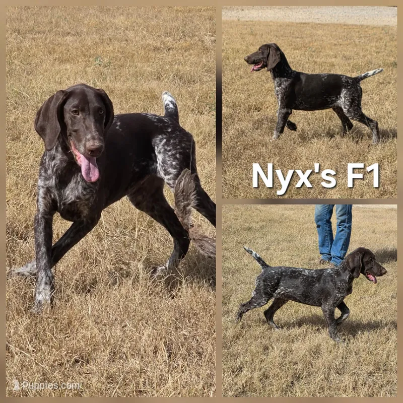 Nyx's F1, a female German Shorthaired Pointer for sale in San Angelo, TX – Photo 1 of 3