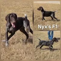 Nyx's F1, a female German Shorthaired Pointer for sale in San Angelo, TX – Photo 1 of 3