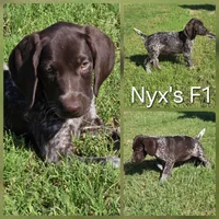 Nyx's F1, a female German Shorthaired Pointer for sale in San Angelo, TX – Photo 3 of 3