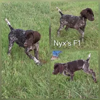 Nyx's F1, a female German Shorthaired Pointer for sale in San Angelo, TX – Photo 2 of 3