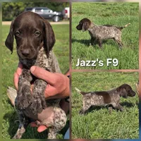 Jazz's F9, a female German Shorthaired Pointer for sale in San Angelo, TX – 1 of 1