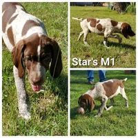 Big, a male German Shorthaired Pointer for sale in San Angelo, TX – Photo 1 of 2