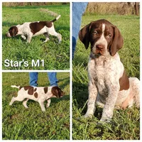 Big, a male German Shorthaired Pointer for sale in San Angelo, TX – Photo 2 of 2