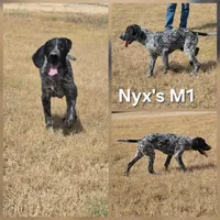 Sis's M1, a male German Shorthaired Pointer for sale in San Angelo, TX – Photo 1 of 3
