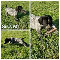 Sis's M1, a male German Shorthaired Pointer for sale in San Angelo, TX – Photo 3 of 3