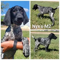 Nyx's M2, a male German Shorthaired Pointer for sale in San Angelo, TX – Photo 2 of 5