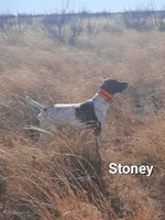 Nyx's M2, a male German Shorthaired Pointer for sale in San Angelo, TX – Photo 4 of 5