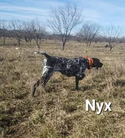 Nyx's M2, a male German Shorthaired Pointer for sale in San Angelo, TX – Photo 5 of 5