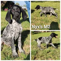 Nyx's M2, a male German Shorthaired Pointer for sale in San Angelo, TX – Photo 3 of 5